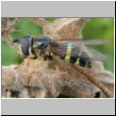 Dasysyrphus tricinctus - Breitband-Waldschwebfliege w01.jpg